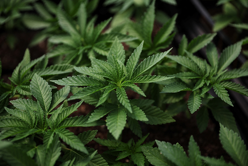 Marijuana plants seen inside a greenhouse.