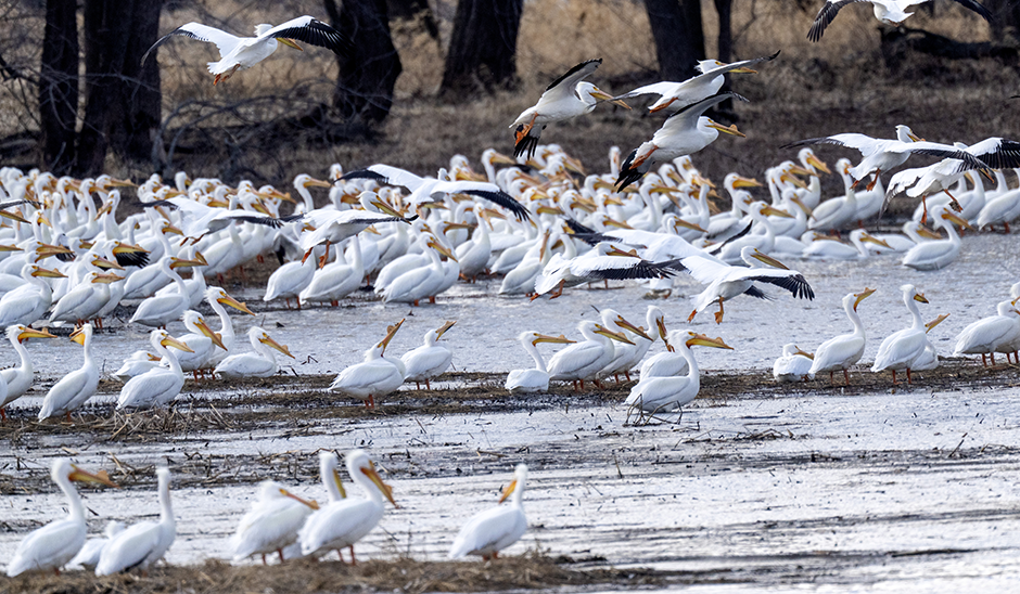 Hundreds of pelicans congregate in a Mississippi River backwater March 16, 2024, in Alma, Wis. The Mississippi River flyway is a migration route followed by more than 30% of North America’s water and shore birds.