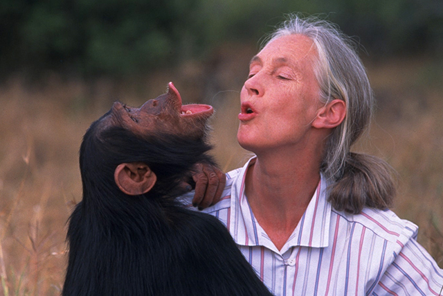 A scene from “Jane Goodall’s Wild Chimpanzees.”